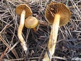 Cortinarius sect. Dermocybe image