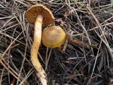 Cortinarius sect. Dermocybe image