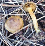 Cortinarius sect. Dermocybe image