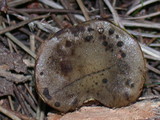 Phylloporus arenicola image