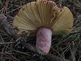 Russula olivacea image