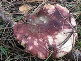 Russula olivacea image