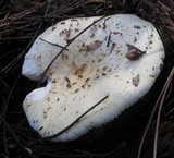 Russula cremoricolor image