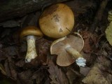 Cortinarius cephalixus image