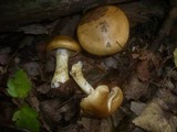 Cortinarius cephalixus image