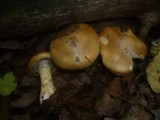 Cortinarius cephalixus image