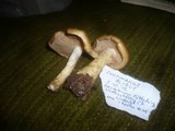 Cortinarius cephalixus image