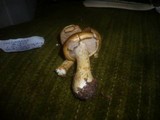 Cortinarius cephalixus image