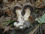 Cortinarius infractus image