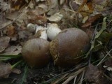 Cortinarius infractus image