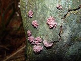 Ascocoryne sarcoides image
