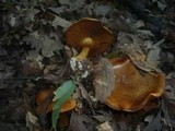 Cortinarius quercilicis image