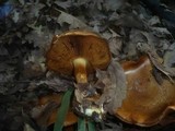 Cortinarius quercilicis image