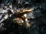 Cortinarius quercilicis image