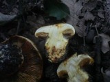 Cortinarius quercilicis image