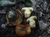 Cortinarius quercilicis image
