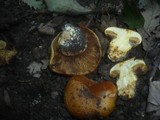 Cortinarius quercilicis image