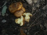 Cortinarius quercilicis image