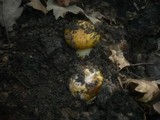 Cortinarius quercilicis image