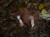 Cortinarius rufo-olivaceus image