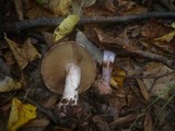 Cortinarius rufo-olivaceus image
