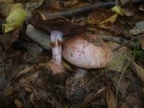 Cortinarius rufo-olivaceus image