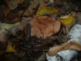Cortinarius rufo-olivaceus image