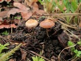 Psilocybe inquilina image