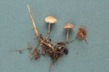Psilocybe inquilina image
