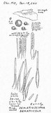 Dematioscypha dematiicola image