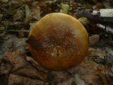 Cortinarius saporatus image