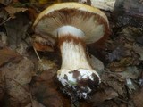 Cortinarius saporatus image