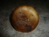 Cortinarius saporatus image