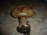 Cortinarius saporatus image