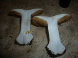 Cortinarius saporatus image