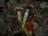 Cortinarius trivialis image