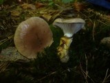 Gomphidius glutinosus image