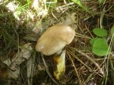Gomphidius glutinosus image