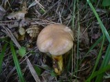Gomphidius glutinosus image