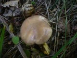 Gomphidius glutinosus image