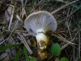 Gomphidius glutinosus image