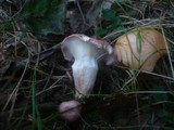 Gomphidius roseus image