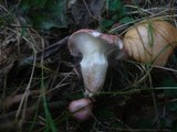 Gomphidius roseus image
