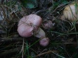 Gomphidius roseus image