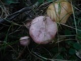Gomphidius roseus image