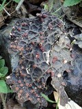 Pseudocyphellaria anthraspis image