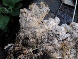 Pseudocyphellaria anthraspis image