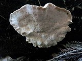 Tyromyces chioneus image