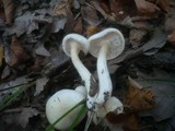 Hygrophorus discoxanthus image