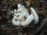 Hygrophorus penarius image